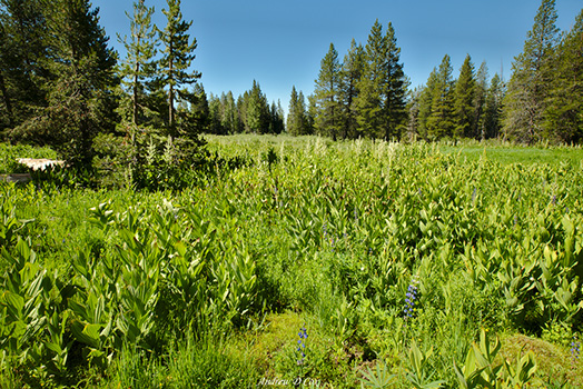 naked lady meadow
